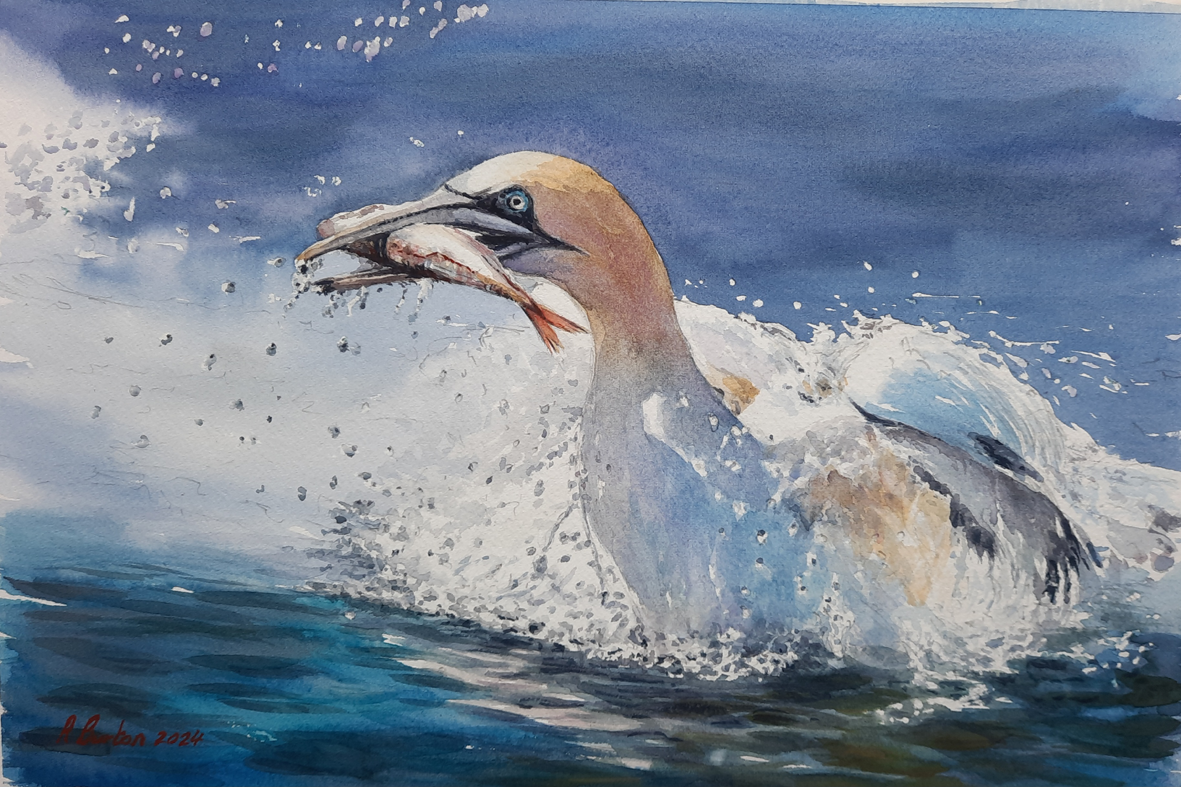 The Feeding Gannet